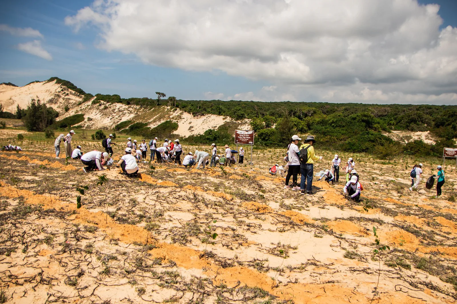 Community volunteers planting trees